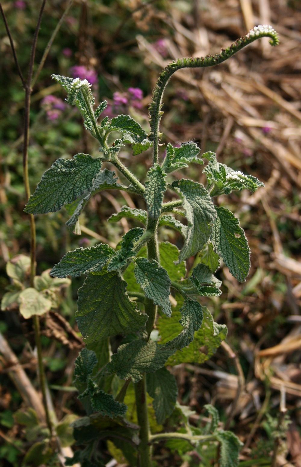Indian heliotrope: Heliotropium indicum , Raublattgewächse (Boraginaceae), Heliotropioideae − Laos: Dorf in der Nähe von Moung Ou Tai (Yot Ou)