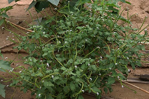 Indian heliotrope: Heliotropium indicum , plant in flower; naturalised weed, banks of Kunene River, Otjinhungwa, Kaokoveld, Namibia