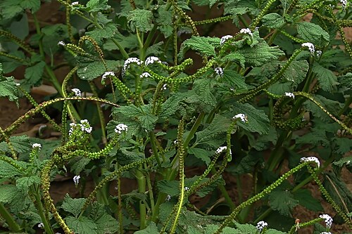 Indian heliotrope: Heliotropium indicum , plant in flower; naturalised weed, banks of Kunene River, Otjinhungwa, Kaokoveld, Namibia