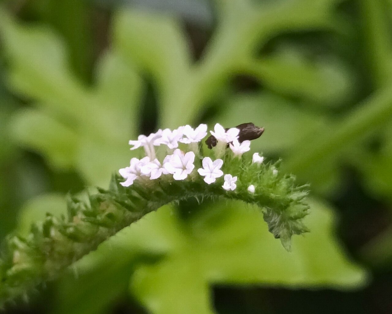 Heliotropium keralense: Heliotropium keralense flowers