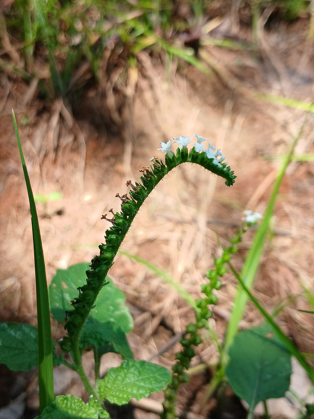 Heliotropium keralense: Heliotropium keralense