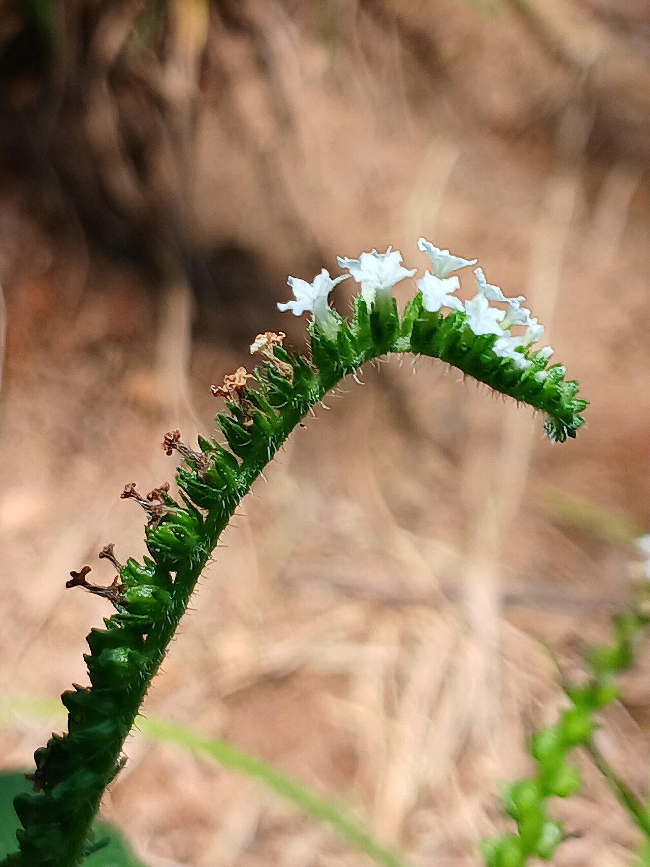 Heliotropium keralense: Heliotropium keralense