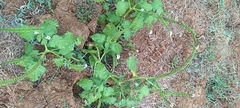 Heliotropium keralense (Heliotropium keralense)