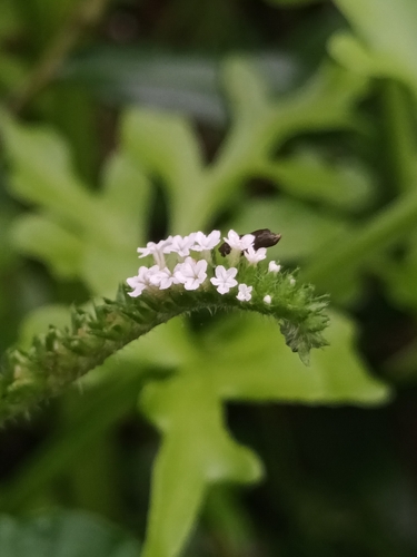 Heliotropium keralense (Heliotropium keralense)