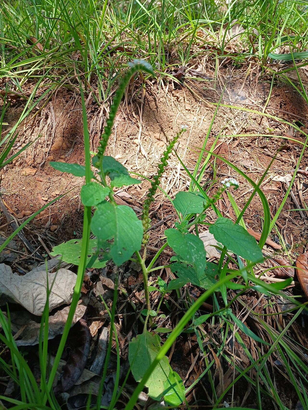 Heliotropium keralense: Heliotropium keralense