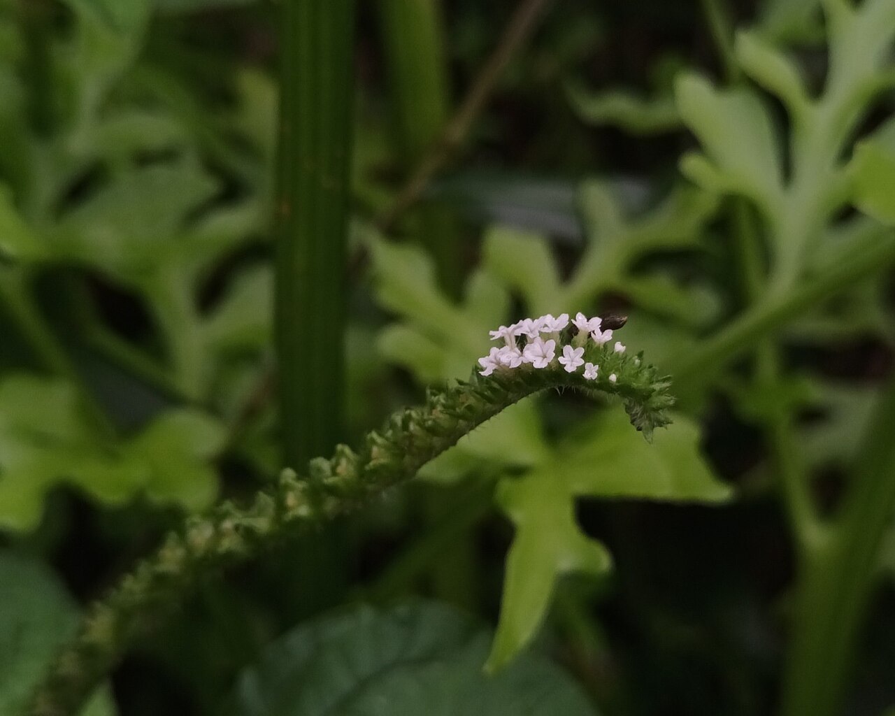 Heliotropium keralense: Heliotropium keralense inflorescence