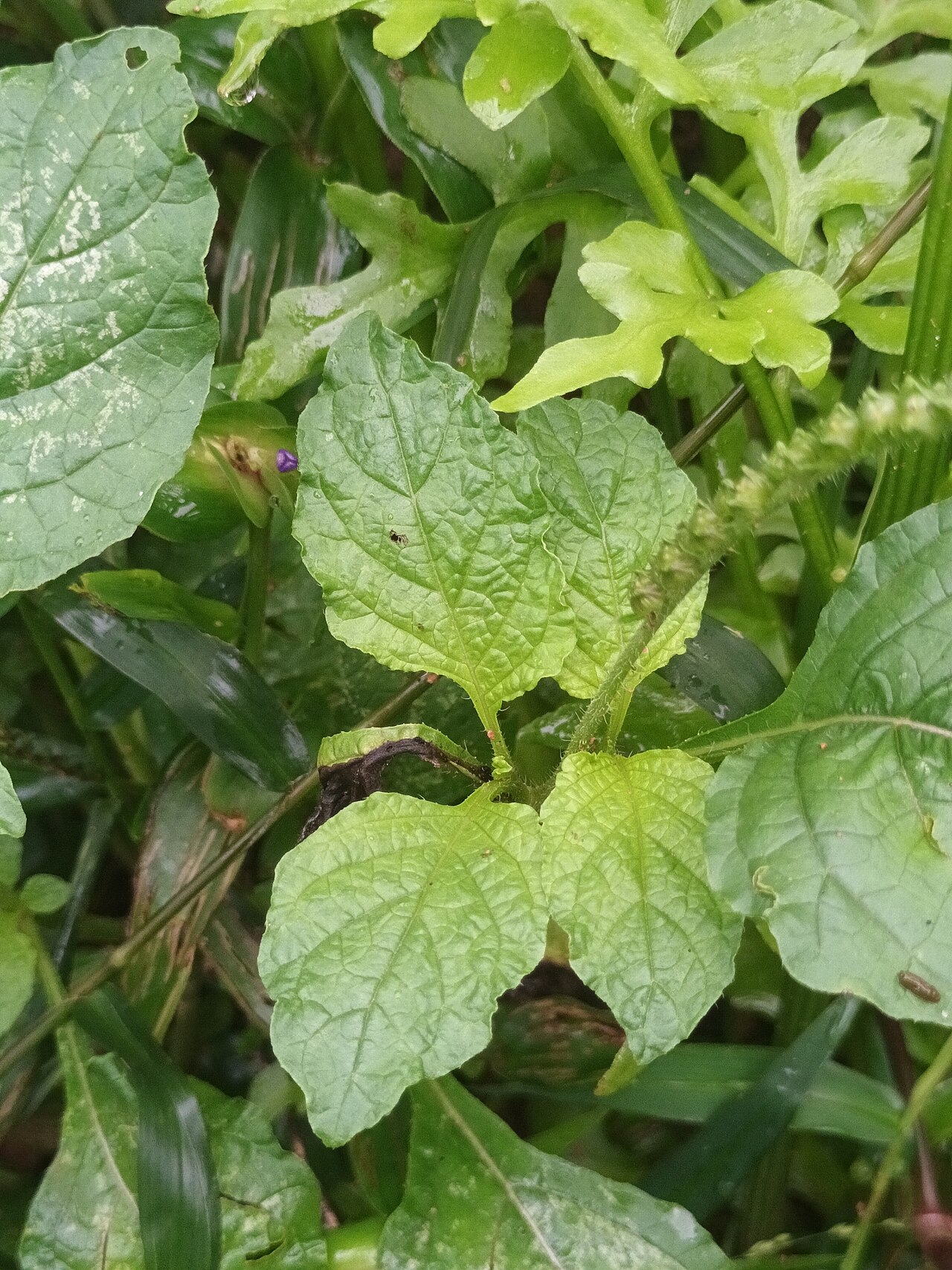 Heliotropium keralense: Heliotropium keralense Sivar. & Manilal leaves