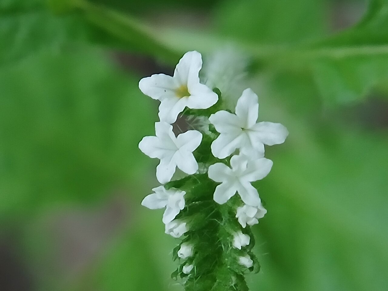 Heliotropium keralense: Heliotropium keralense