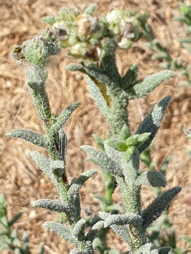 Heliotropium kotschyi (Heliotropium kotschyi)