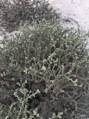 Heliotropium kotschyi (Heliotropium kotschyi)
