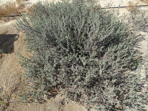 Heliotropium kotschyi (Heliotropium kotschyi)