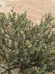 Heliotropium kotschyi (Heliotropium kotschyi)