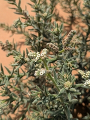 Heliotropium kotschyi (Heliotropium kotschyi)