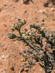 Heliotropium kotschyi (Heliotropium kotschyi)