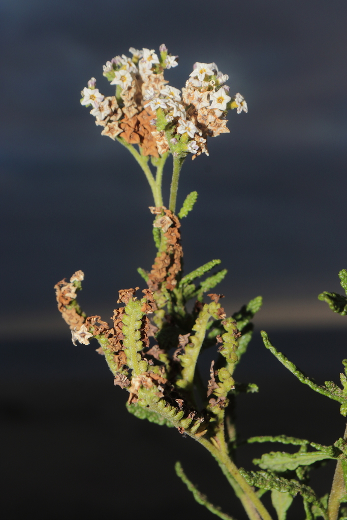Heliotropium krauseanum (Heliotropium krauseanum)