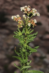 Heliotropium krauseanum (Heliotropium krauseanum)