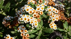 Heliotropium krauseanum (Heliotropium krauseanum)