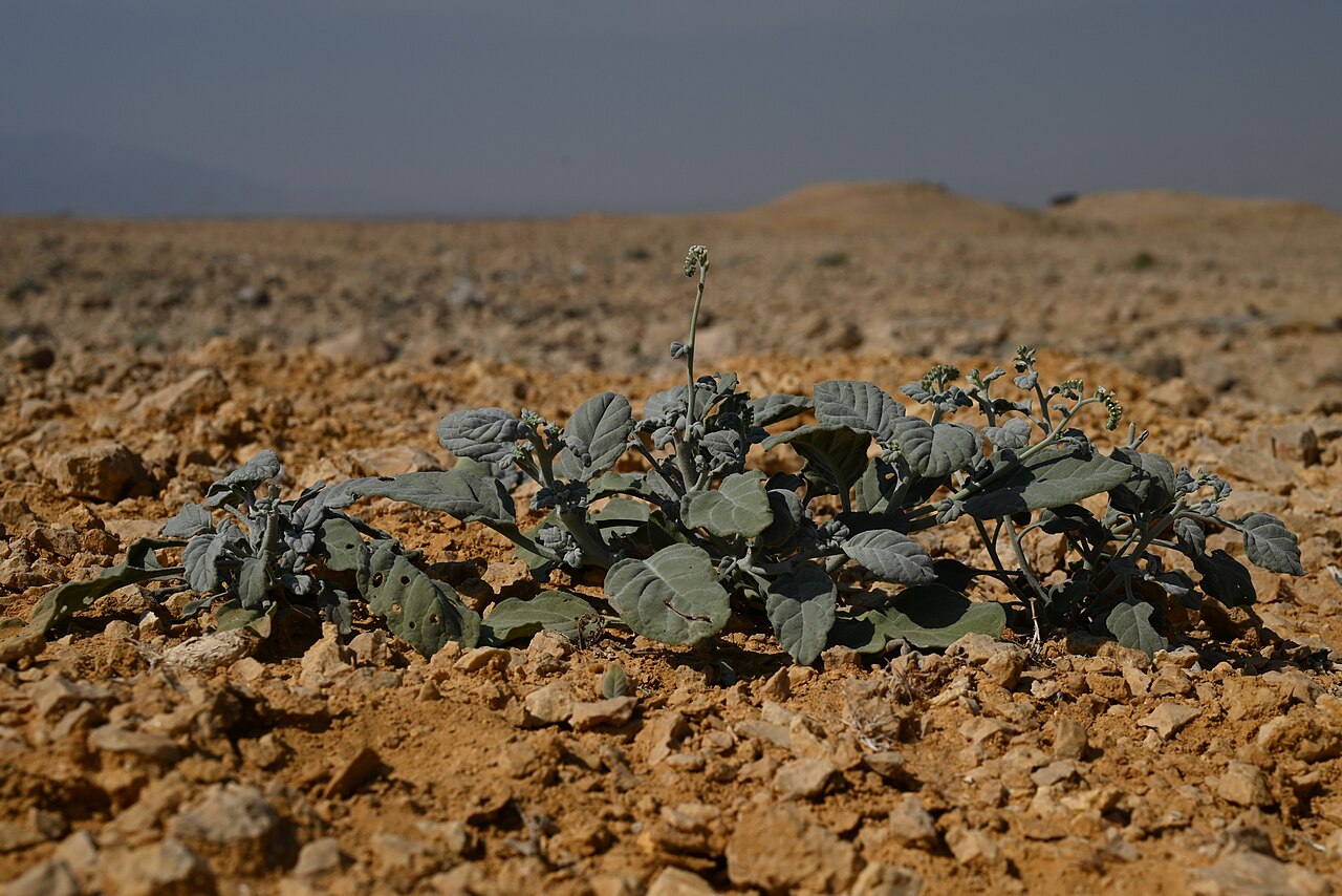Heliotropium lasiocarpum: Heliotropium lasiocarpum at the road to Wadi Al Arbeieen from Muscat-Sur Rd, Muscat Gov., Oman