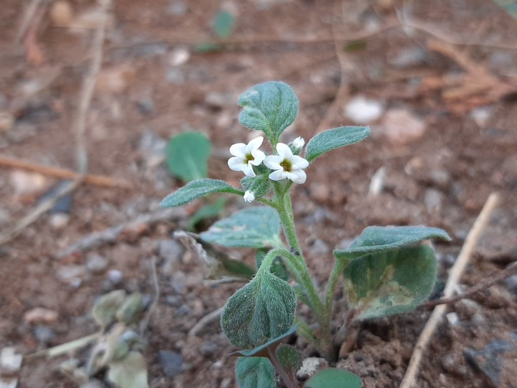 Heliotropium lasiocarpum (Heliotropium lasiocarpum)