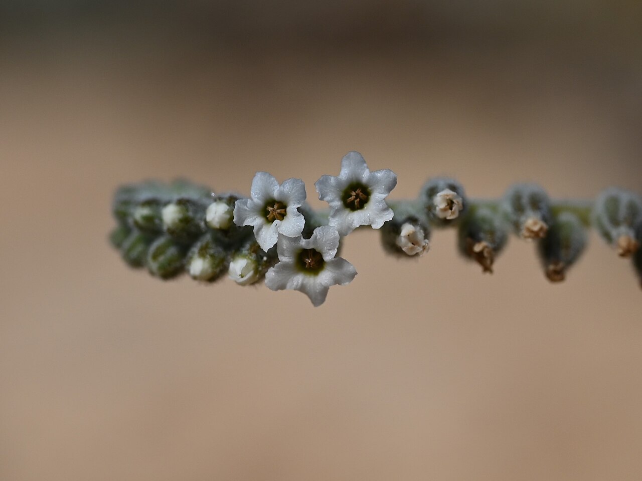 Heliotropium lasiocarpum: Heliotropium lasiocarpum at the road to Wadi Al Arbeieen from Muscat-Sur Rd, Muscat Gov., Oman