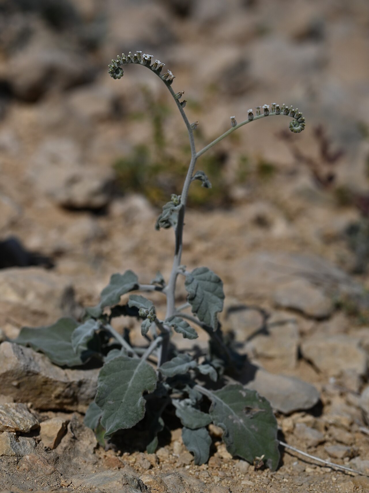 Heliotropium lasiocarpum: Heliotropium lasiocarpum at the road to Wadi Al Arbeieen from Muscat-Sur Rd, Muscat Gov., Oman