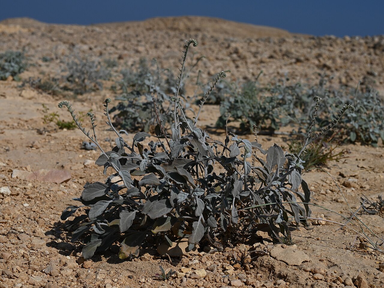 Heliotropium lasiocarpum: Heliotropium lasiocarpum at the road to Wadi Al Arbeieen from Muscat-Sur Rd, Muscat Gov., Oman