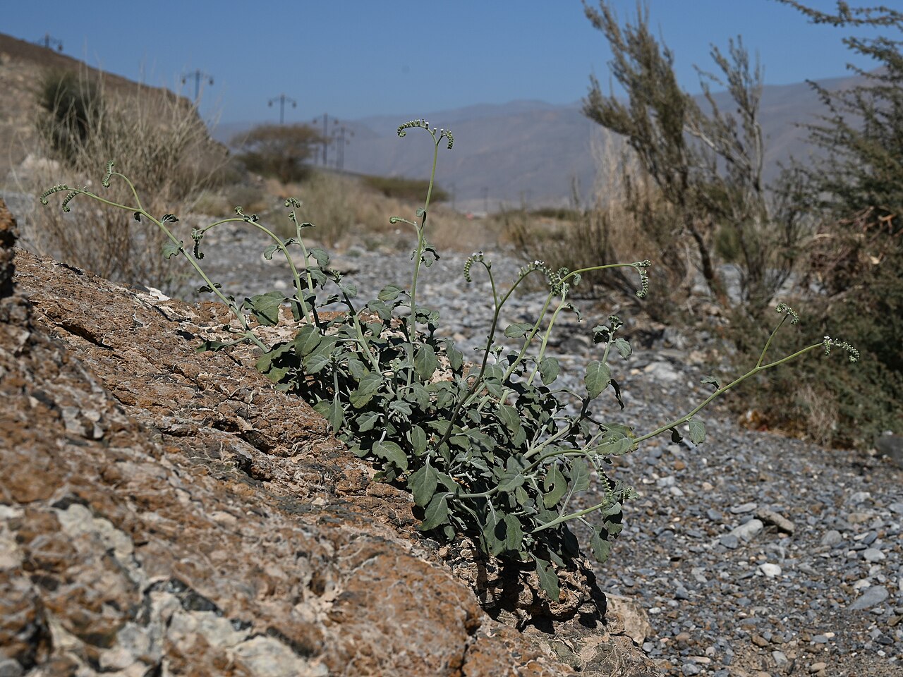 Heliotropium lasiocarpum: Heliotropium lasiocarpum in Wadi Al Abyadh between Ghabrah and Shurayjat, Al Dakhiliyah Gov., Oman