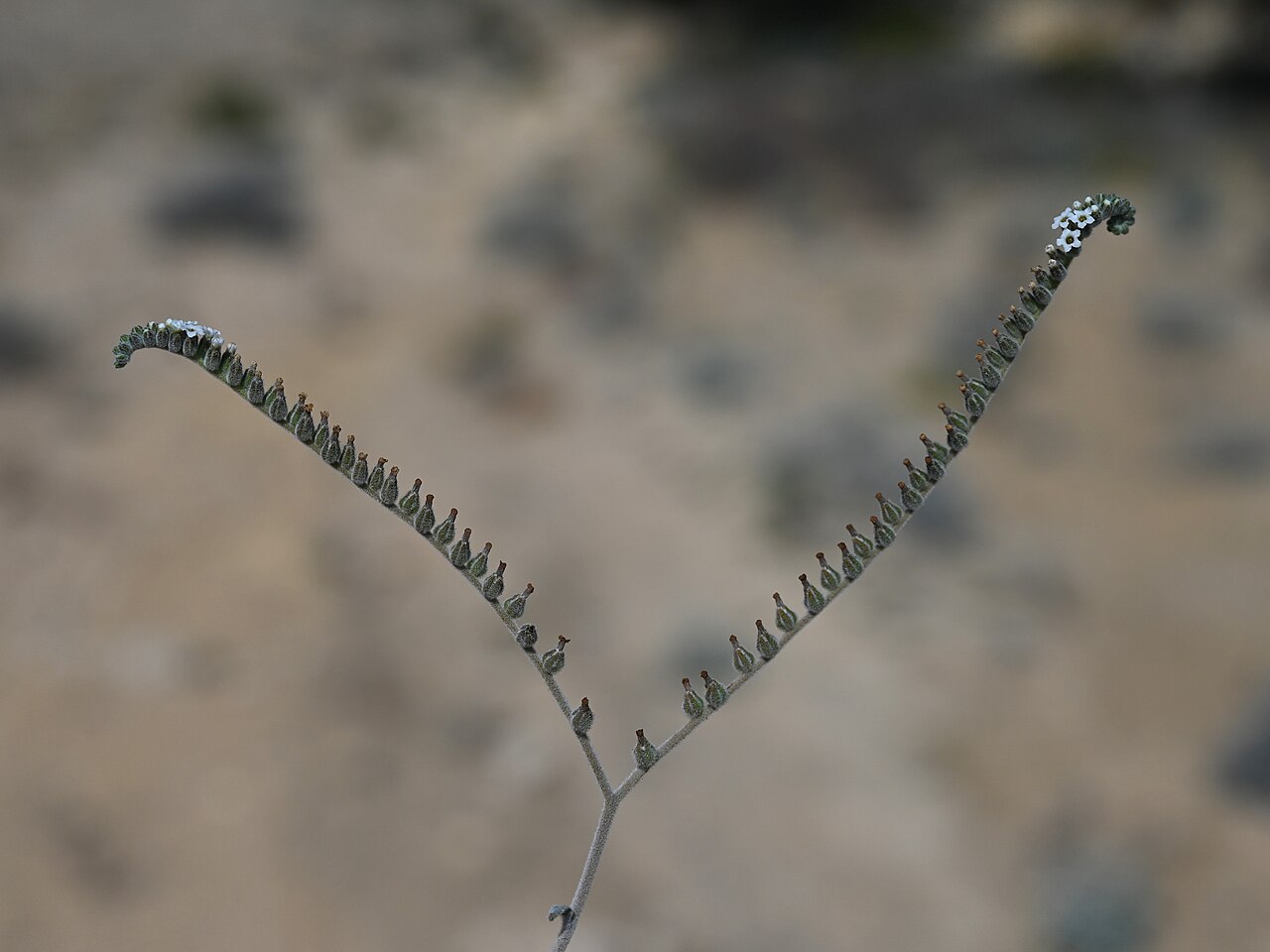 Heliotropium lasiocarpum: Heliotropium lasiocarpum at the road to Wadi Al Arbeieen from Muscat-Sur Rd, Muscat Gov., Oman
