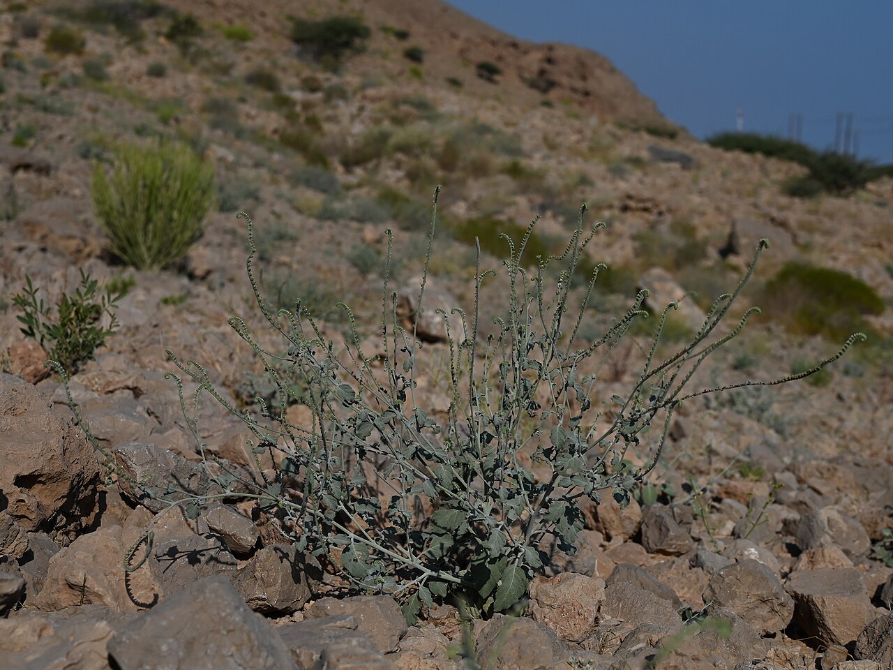 Heliotropium lasiocarpum: Heliotropium lasiocarpum in Qalhat, Ash Sharqiyah South Gov., Oman