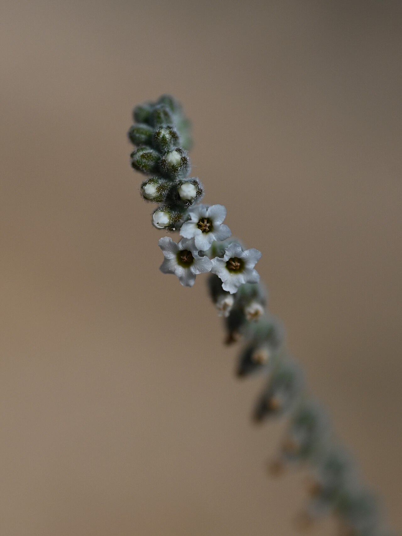 Heliotropium lasiocarpum: Heliotropium lasiocarpum at the road to Wadi Al Arbeieen from Muscat-Sur Rd, Muscat Gov., Oman
