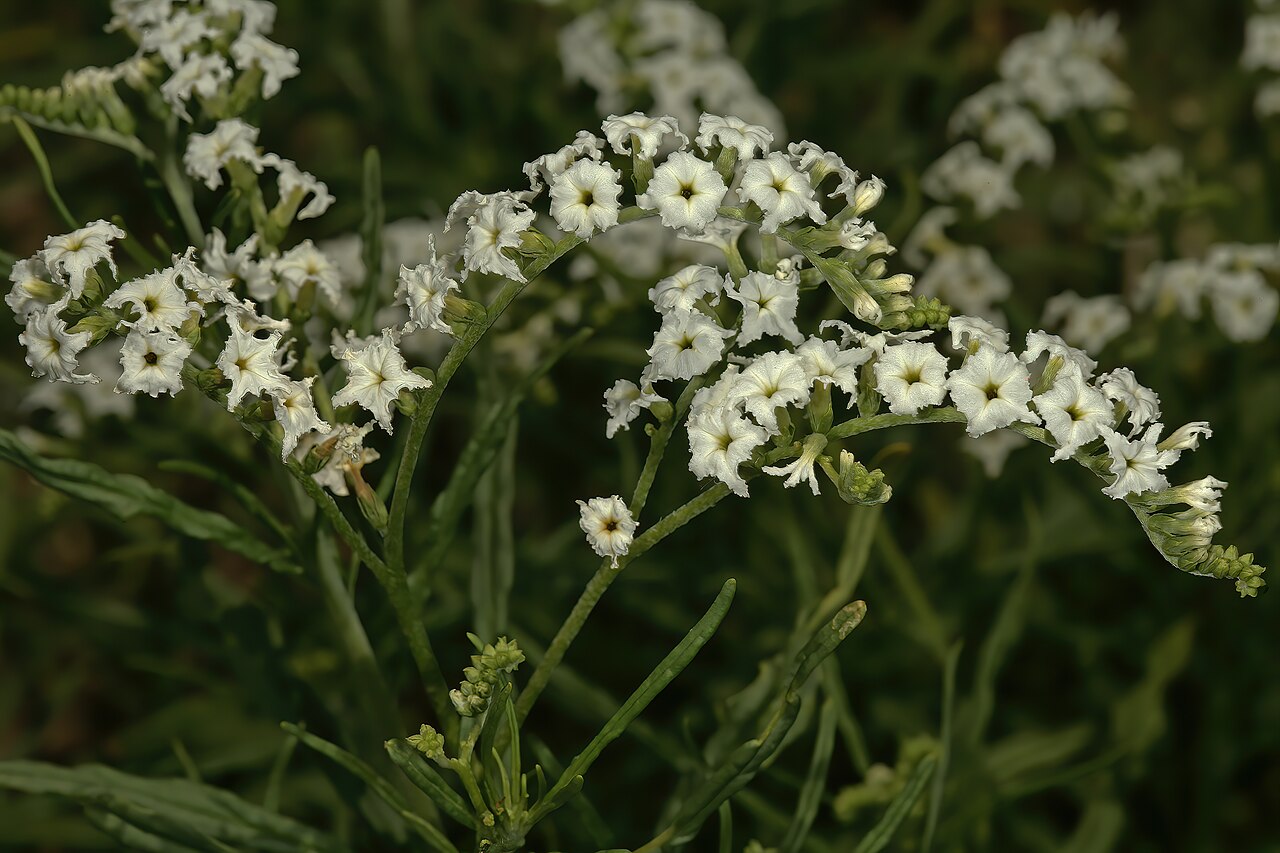 Heliotropium lineare: Heliotropium lineare , flowers; savannah near Waterpoort, Limpopo, South Africa