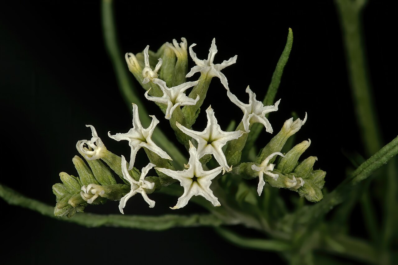 Heliotropium lineare: Heliotropium lineare , flowers; grassland near Barberspan, Delareyville, North West, South Africa