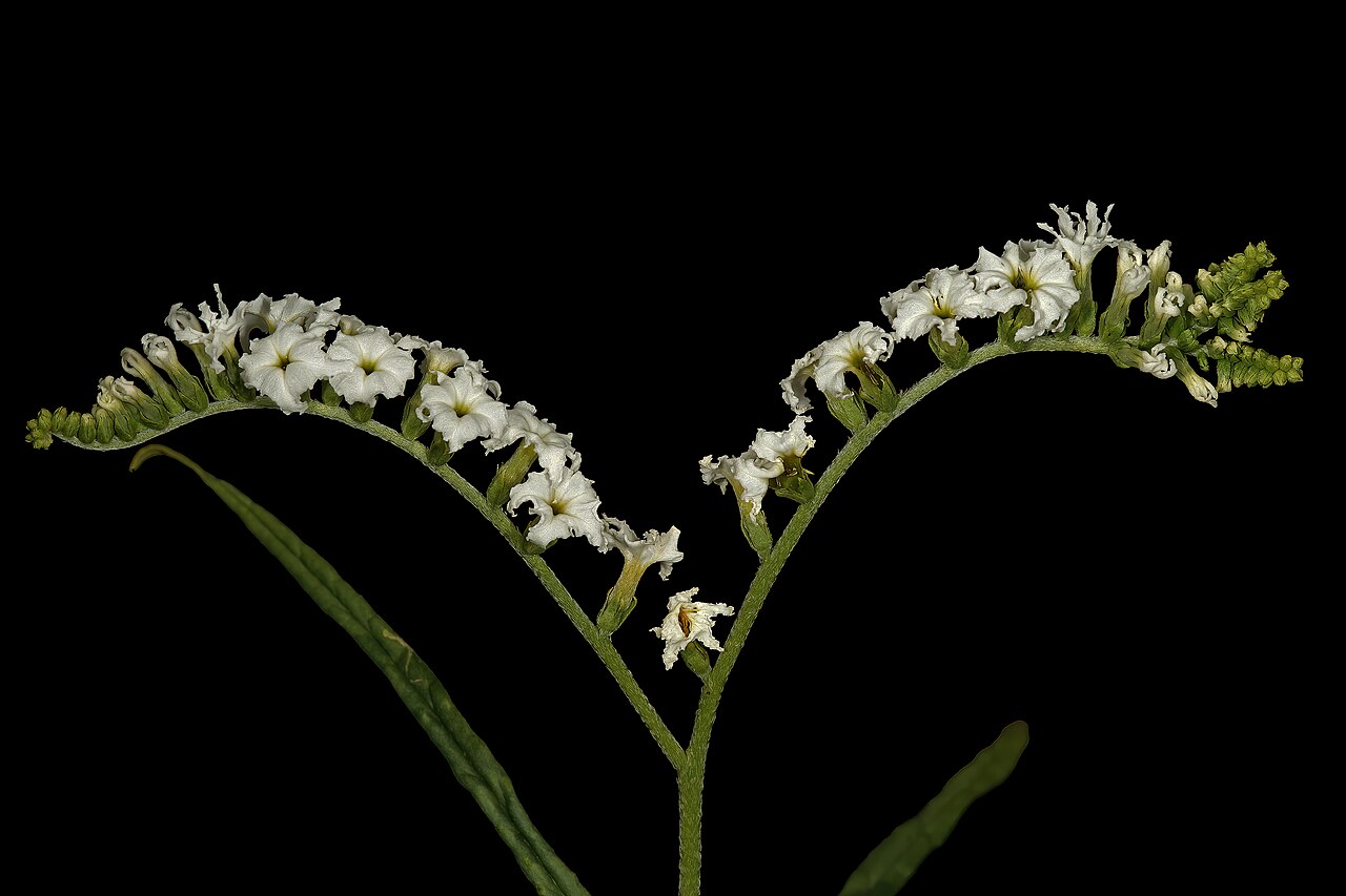 Heliotropium lineare: Heliotropium lineare , inflorescence; savannah near Waterpoort, Limpopo, South Africa