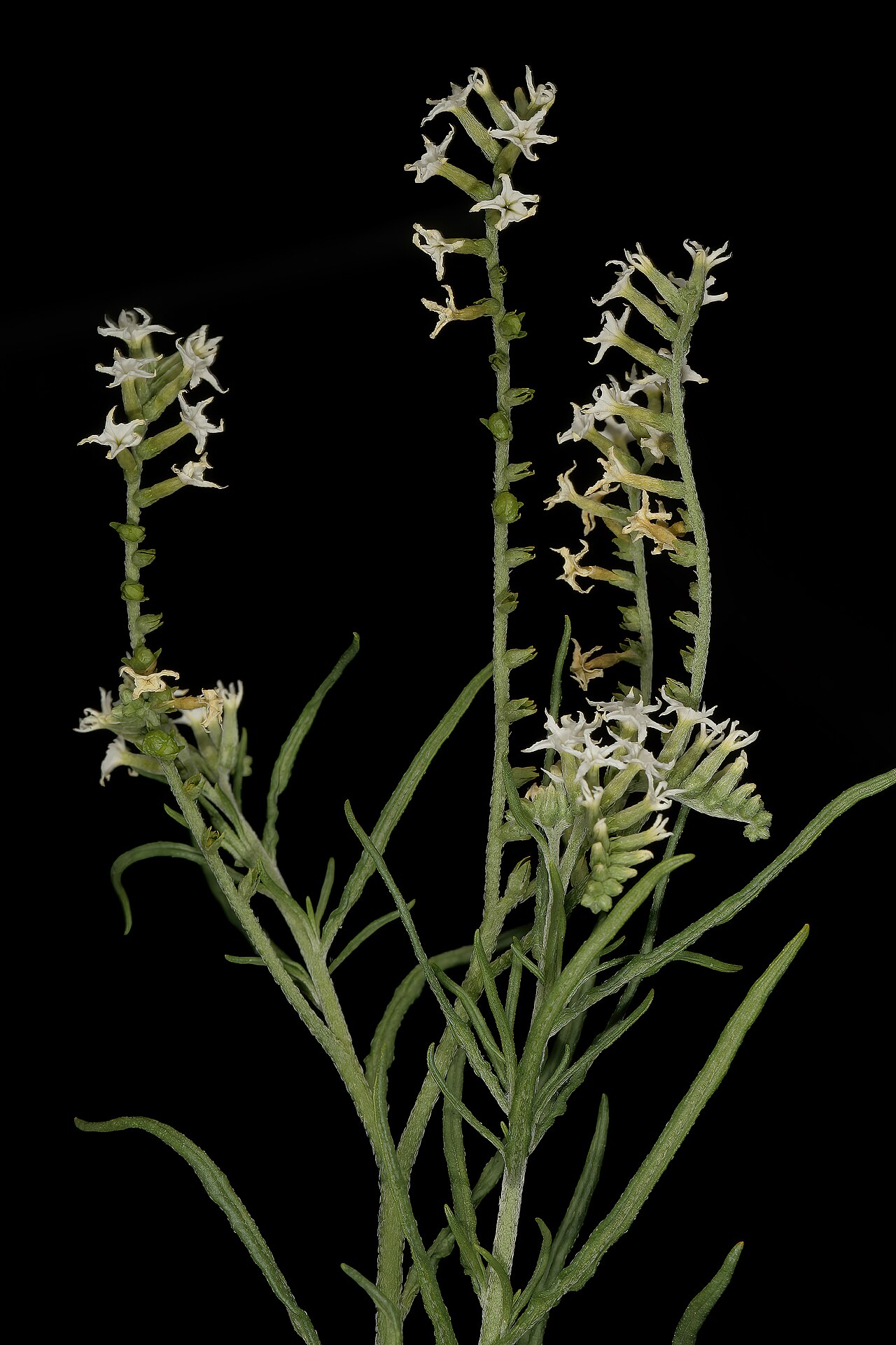 Heliotropium lineare: Heliotropium lineare , flowers and developing fruit; grassland near Barberspan, Delareyville, North West, South Africa