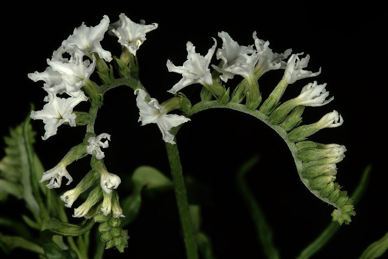 Heliotropium lineare: Heliotropium lineare , inflorescence; savannah near Waterpoort, Limpopo, South Africa
