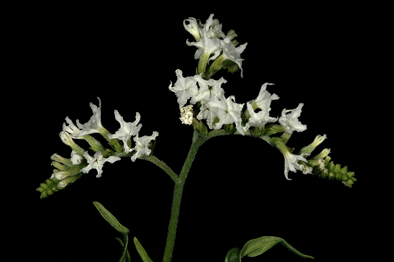 Heliotropium lineare: Heliotropium lineare , inflorescence; savannah near Waterpoort, Limpopo, South Africa