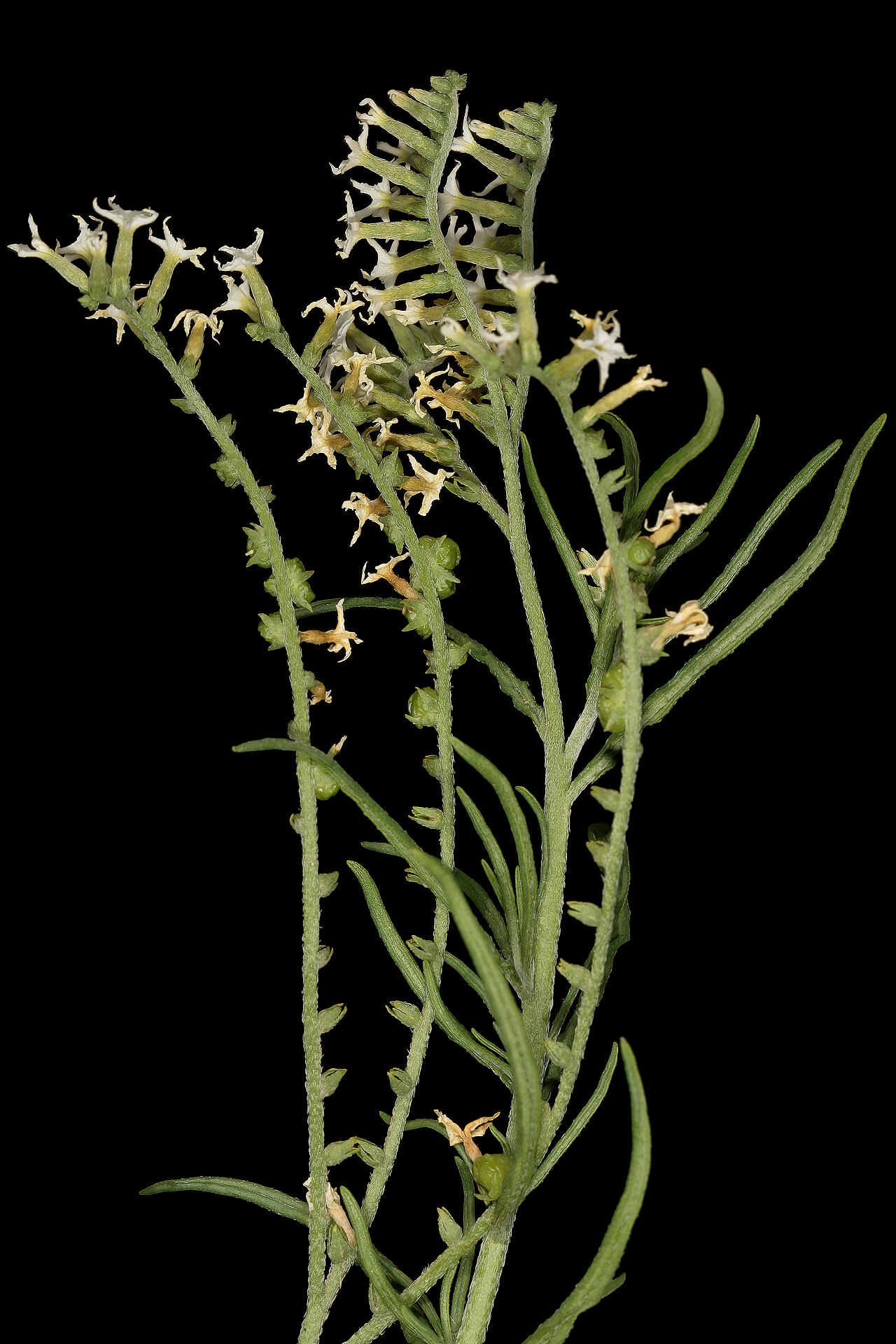 Heliotropium lineare: Heliotropium lineare , flowers and developing fruit; grassland near Barberspan, Delareyville, North West, South Africa