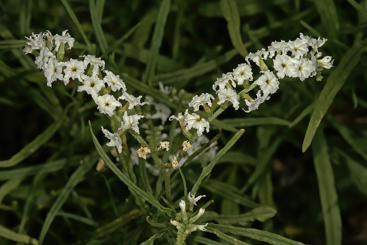 Heliotropium lineare: Heliotropium lineare , flowers; savannah near Waterpoort, Limpopo, South Africa
