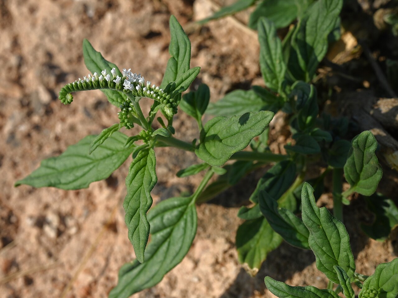 Heliotropium longiflorum: Heliotropium longiflorum in Ain Sahlounout N from Salalah, Dhofar, Oman