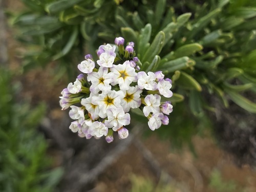 Heliotropium longistylum (Heliotropium longistylum)