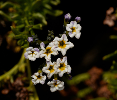 Heliotropium longistylum (Heliotropium longistylum)