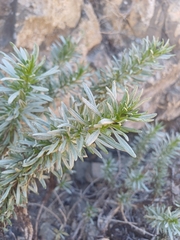 Heliotropium longistylum (Heliotropium longistylum)