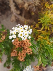 Heliotropium longistylum (Heliotropium longistylum)