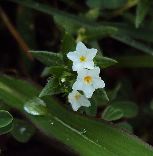Heliotropium marifolium: Heliotropium marifolium