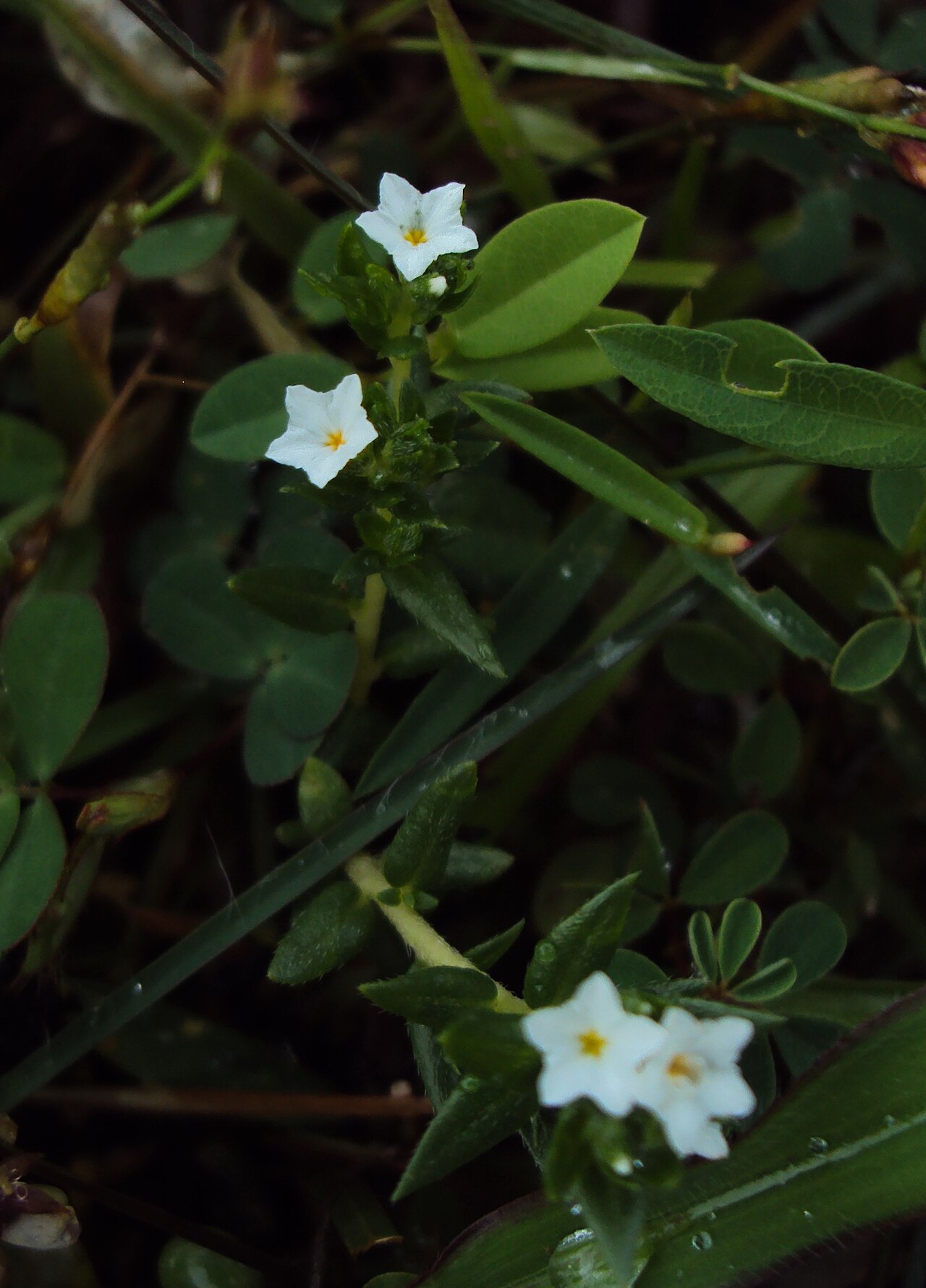 Heliotropium marifolium: Heliotropium marifolium