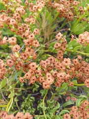 Heliotropium megalanthum (Heliotropium megalanthum)