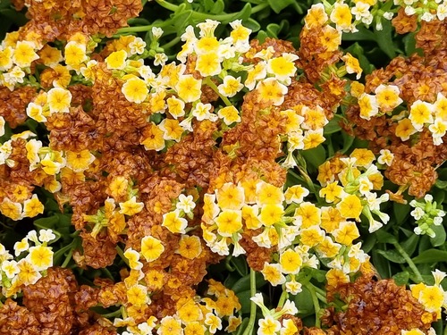 Heliotropium megalanthum (Heliotropium megalanthum)