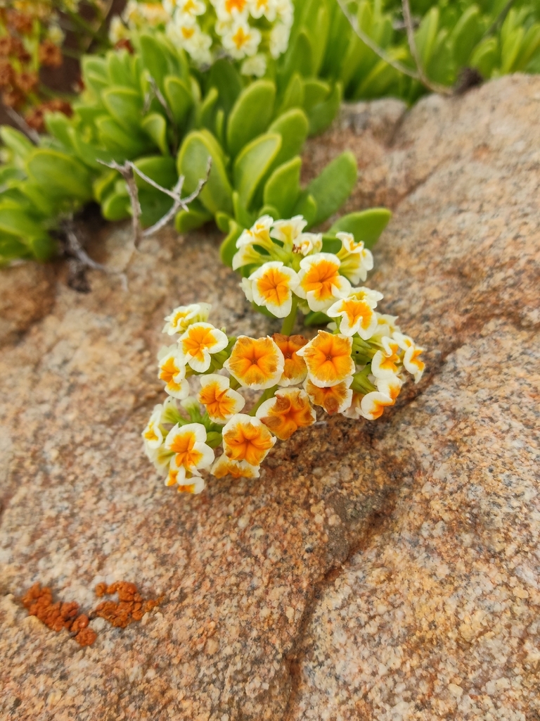 Heliotropium megalanthum (Heliotropium megalanthum)