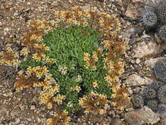 Heliotropium megalanthum (Heliotropium megalanthum)