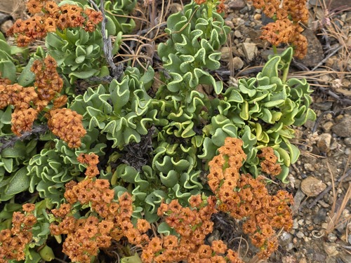 Heliotropium megalanthum (Heliotropium megalanthum)